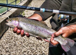 Pesca alla trota: le migliori esche artificiali